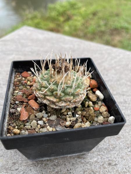Strombocactus disciformis